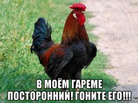  в моём гареме посторонний! гоните его!!!