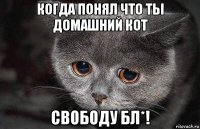 когда понял что ты домашний кот свободу бл*!