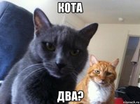 кота два?