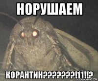 норушаем корантин???????!11!!?