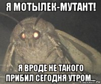 я мотылек-мутант! я вроде не такого прибил сегодня утром...