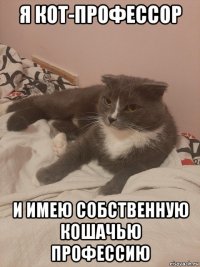 я кот-профессор и имею собственную кошачью профессию