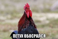  петух обосрался