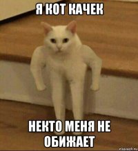 я кот качек некто меня не обижает