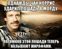 однажды чак норрис ударил лошадь в морду. потомков этой лошади теперь называют жирафами.