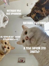 НАТАША! Мы всё уронили! Наташа, ты спишь? Эй, чёрный кот, хватит придуриваться! А тебе зачем это знать?