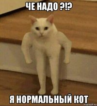 че надо ?!? я нормальный кот