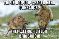 ты чё, волчок, съесть меня собрался? нет, детка, я в тебя влюбился!