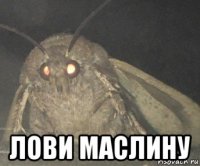  лови маслину