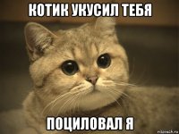 котик укусил тебя поциловал я