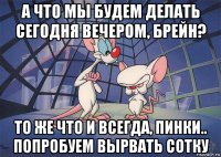 а что мы будем делать сегодня вечером, брейн? то же что и всегда, пинки.. попробуем вырвать сотку