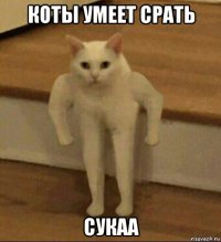 коты умеет срать сукаа