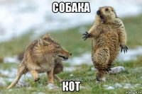 собака кот