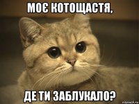 моє котощастя, де ти заблукало?