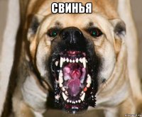 свинья 