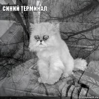 синий терминал         