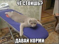 чё стоишь? давай корми