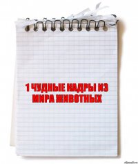 1 Чудные кадры из мира животных