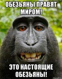 обезьяны правят миром! это настоящие обезьяны!