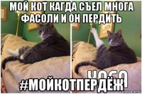 мой кот кагда съел многа фасоли и он пердить #мойкотпердёж