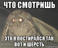 что смотришь это я постирался так вот и шерсть