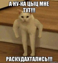 а ну-ка цыц мне тут!!! раскудахтались!!!