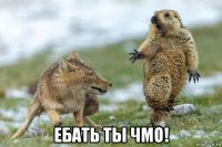  ебать ты чмо!