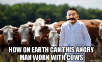  how on earth can this angry man work with cows