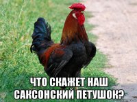  что скажет наш саксонский петушок?