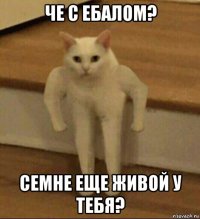 че с ебалом? семне еще живой у тебя?