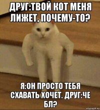 друг:твой кот меня лижет, почему-то? я:он просто тебя схавать хочет. друг:че бл?