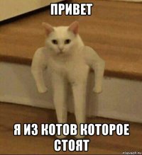 привет я из котов которое стоят