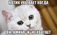 котик унывает когда витамина "и" не хватает