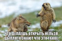  что делаешь открыть нельзя цыплята знают что это такое