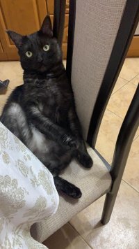 Создать мем Кот 2
