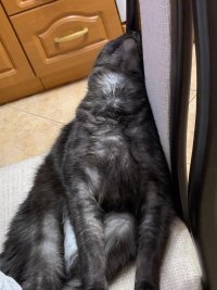 Создать мем Кот