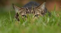 Создать мем Котик