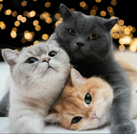 Создать мем Праздничные коты