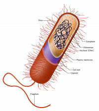 Создать мем Prokaryote