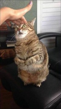 Создать мем РОБОТ КОТ