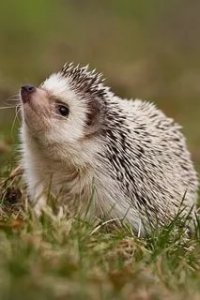 Создать мем Ёжик