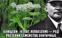  бойщеви́к (лат. heracléum) — род растений семейства зонтичные