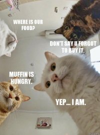 Where is our food? Don't say u forgot to buy it. Muffin is hungry. Yep... I am.