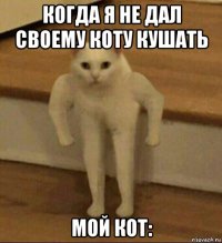 когда я не дал своему коту кушать мой кот: