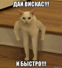 дай вискас!!! и быстро!!!