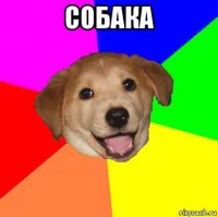 собака 