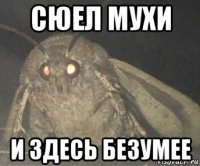 сюел мухи и здесь безумее