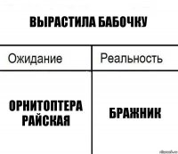 вырастила бабочку орнитоптера райская бражник