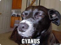  gyanus