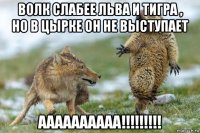 волк слабее льва и тигра , но в цырке он не выступает аааааааааа!!!!!!!!!